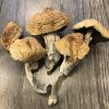 Buy Alacabenzi Cubensis magic mushroom
