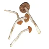 Buy Blue Magnolia mushrooms Online