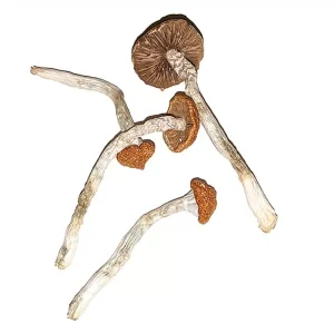 Buy Blue Magnolia mushrooms Online