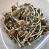 Psilocybe Cubensis Ireland Mushrooms Buy