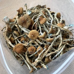 Psilocybe Cubensis Ireland Mushrooms Buy