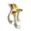 Buy Ecuadorian magic mushrooms in Ireland