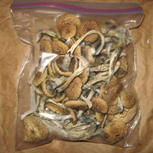 Buy Golden Teacher Magic Mushroom Online in Ireland