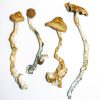 Mazatapec Strain magic mushroom