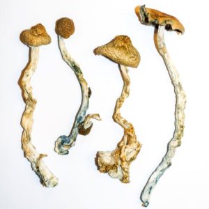 Mazatapec Strain magic mushroom