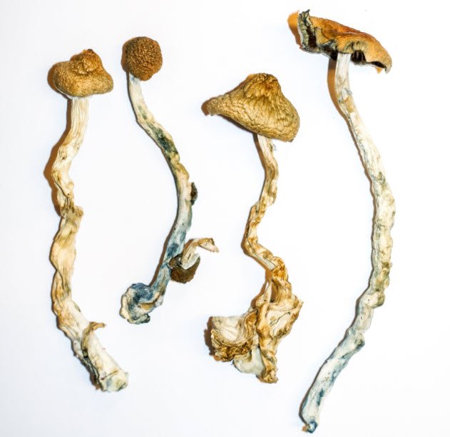 Mazatapec Strain magic mushroom