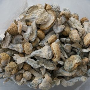 Buy Albino Penis Envy Mushroom in Ireland Discreetly