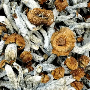 Psilocybe Mexicana mushrooms