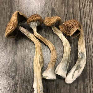 Buy African Transkei Cubensis Magic Mushroom