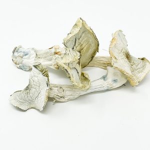 Albino A+ Mushrooms in Ireland Secure and Discreetly