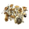 Buy Blue Meanie magic mushroom Online
