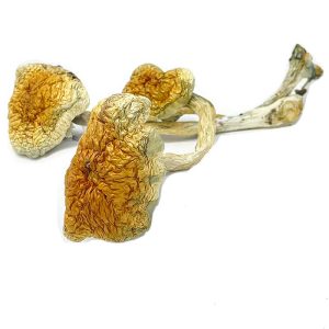 McKennaii mushrooms for Sale Online