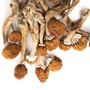Buy B+ mushrooms online in Ireland