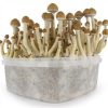 Magic Mushroom Grow Kit Buy in Ireland