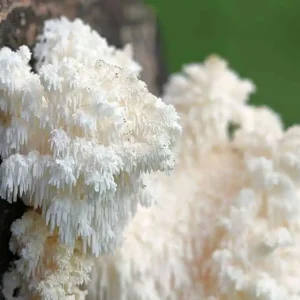 Lion’s mane magic mushroom for Sale online